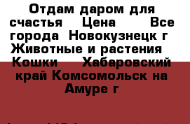 Отдам даром для счастья. › Цена ­ 1 - Все города, Новокузнецк г. Животные и растения » Кошки   . Хабаровский край,Комсомольск-на-Амуре г.